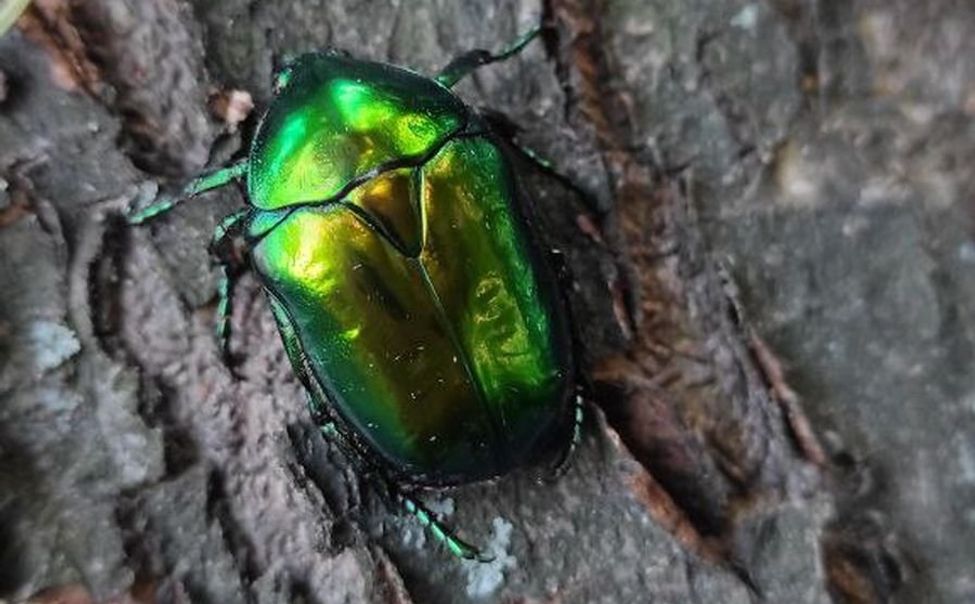 На Яльчикском участке Присурского заповедника впервые отмечена бронзовка гладкая