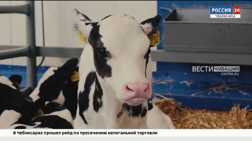 Чувашское предприятие развернуло масштабную программу импортозамещения