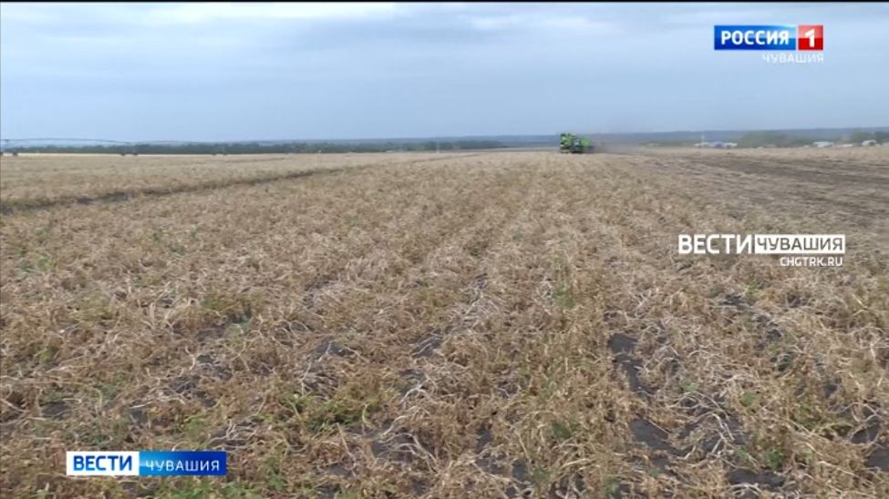 От засухи в Урмарском округе пострадали более 100 га урожая