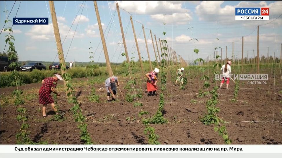В Чувашии площади под «зеленое золото» увеличились еще на 10 гектаров