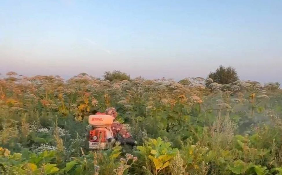 В Чувашии завершили I этап уничтожения борщевика