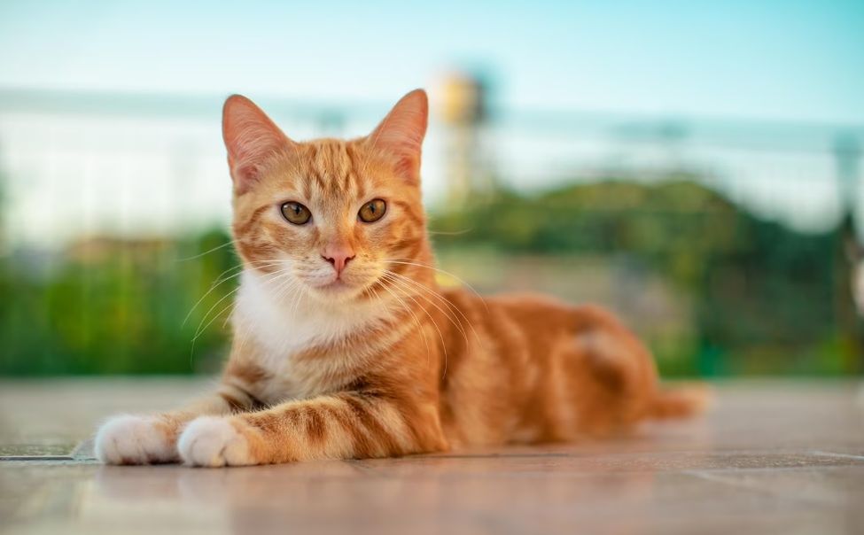 Иван Купала  развернет погоду в Чувашии с пекла на дожди