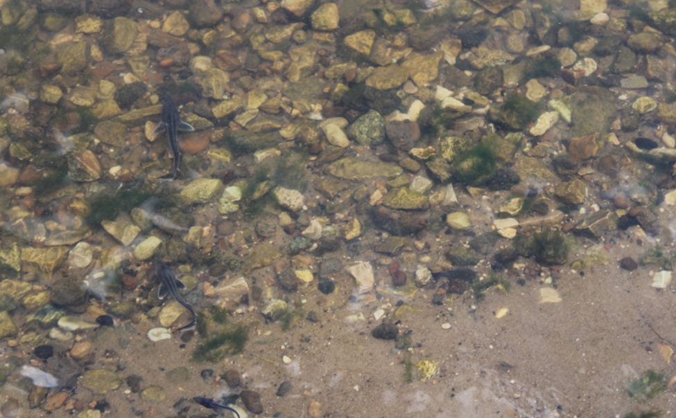 "Лучшие семьи Приволжья" выпустили в Волгу 40 тысяч мальков стерляди 