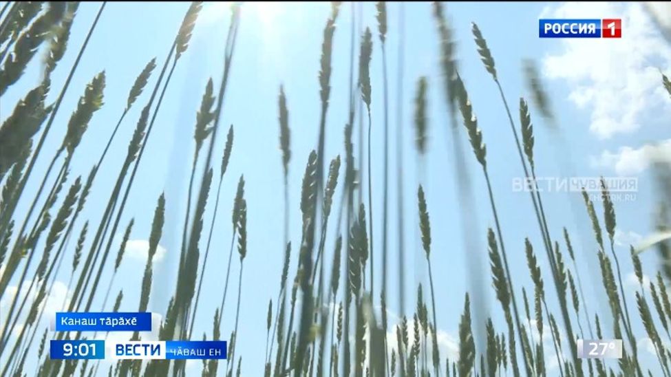 Пӗлтӗрхи пек тухӑҫ кӗтмелли ҫук