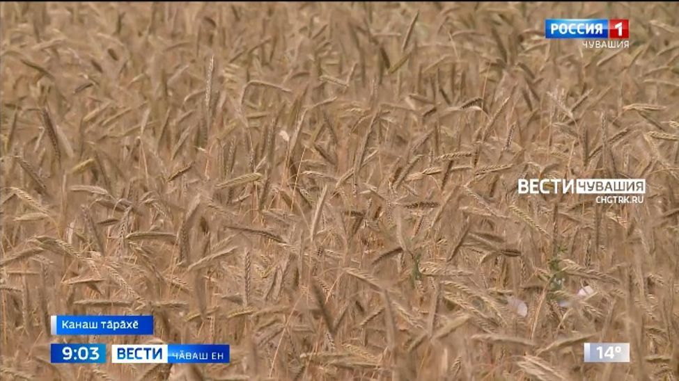 Чӑваш Енри аграрисем вырмана тухма хатӗрленеҫҫӗ 