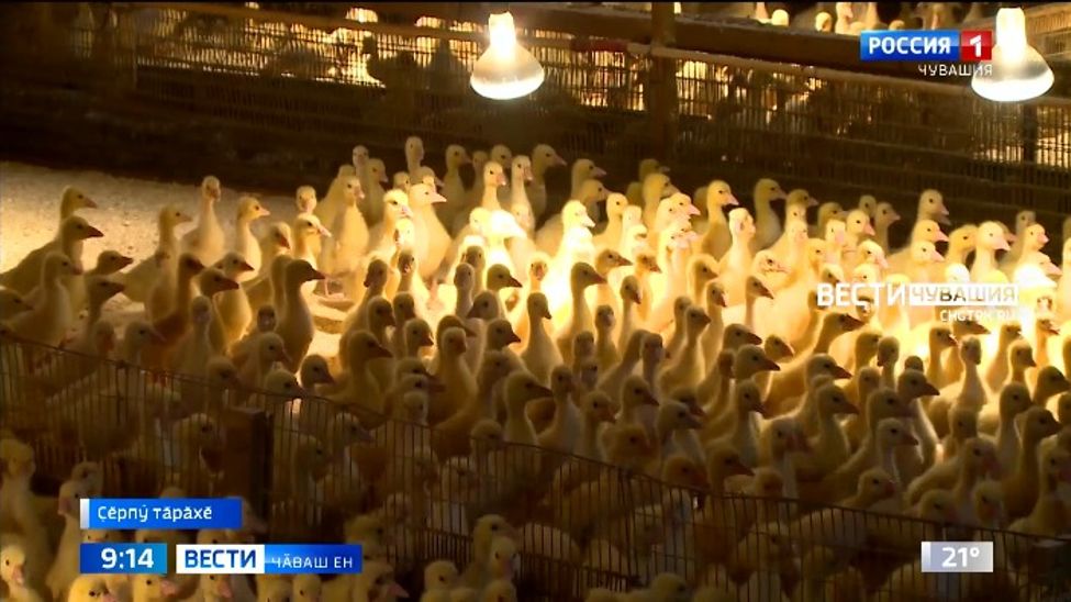 Пирӗн республика селекционерӗсем хурсен ҫӗнӗ кроссне кӑларнӑ