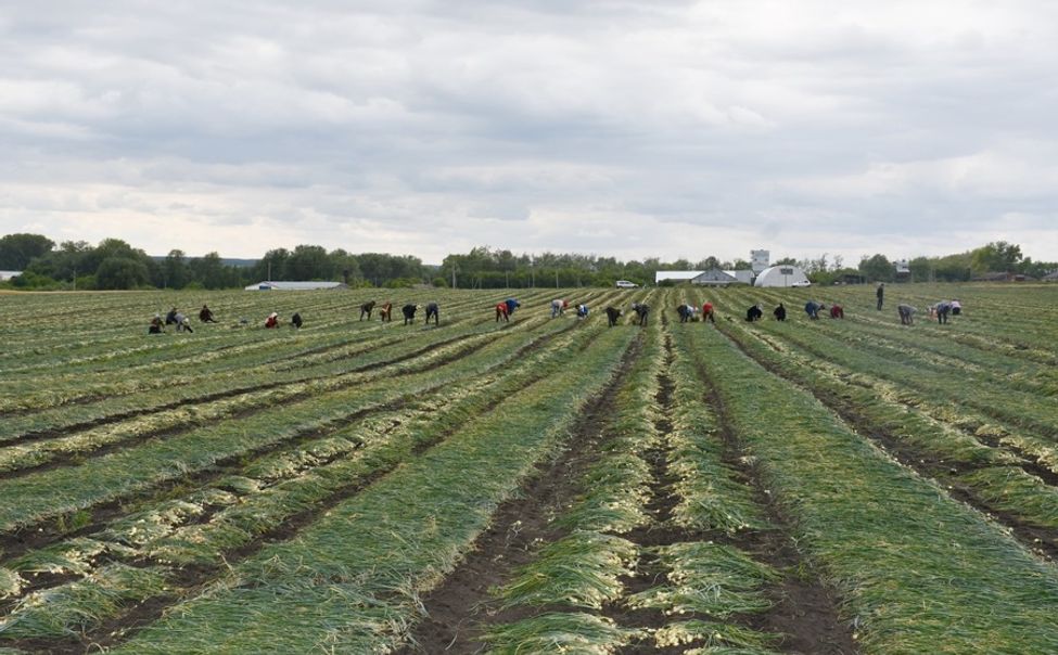 В Батыревском округе начали уборку лука -севка