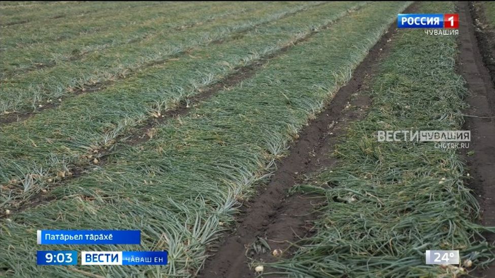 Патӑрьел тӑрӑхӗнче ҫевок кӑлараҫҫӗ тата ҫырла пуҫтараҫҫӗ