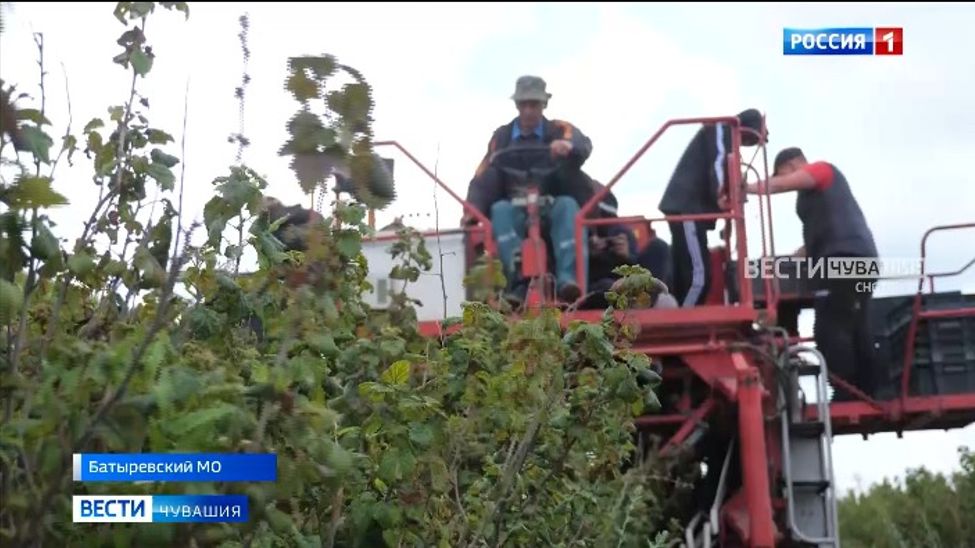 Ягодоводы Чувашии собирают сладкий урожай комбайнами