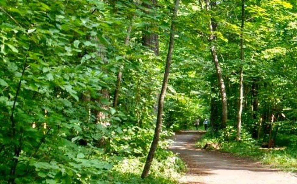 В Чебоксарах появится городское лесничество