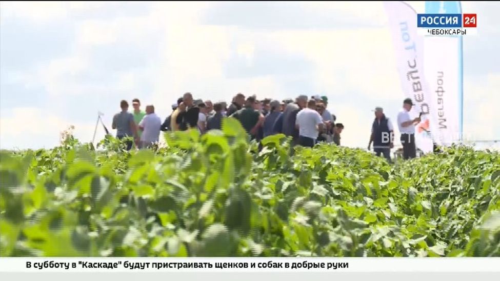 На Дне картофельного поля овощеводы со всей России обменялись опытом и технологиями