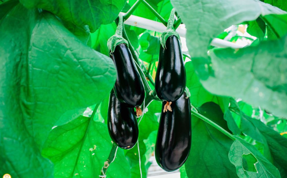 В Чувашии овощеводы и фермеры-рыбоводы присоединятся к соревнованиям сельхозтоваропроизводителей