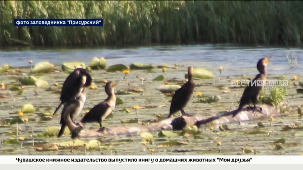 Спустя 14 лет в Чувашию вернулись большие бакланы