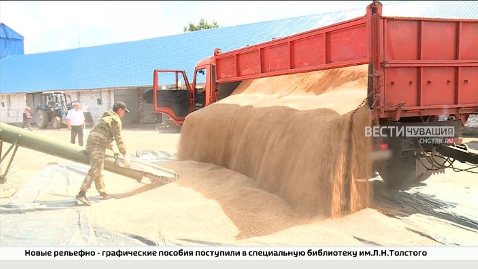 В зернохранилища Чувашии загружают новый урожай пшеницы