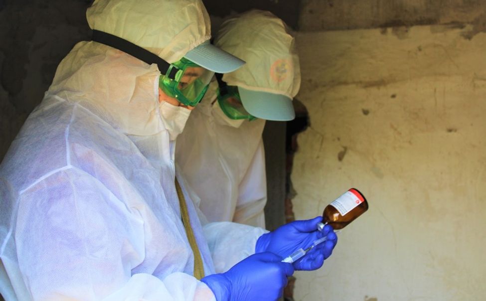 В соседних с Чувашией регионах выявлены вспышки африканской чумы