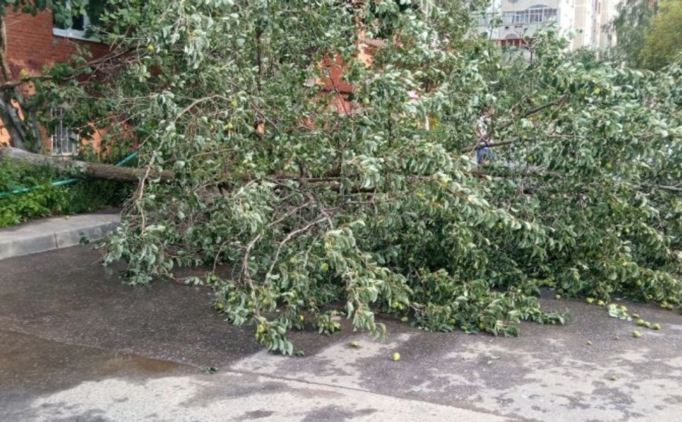 Чебоксарцы сообщают о поваленных деревьях после урагана и грозы