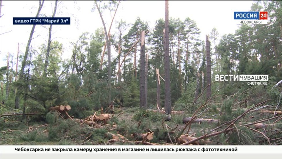 Пострадавший в марийских лесах житель Чувашии находится в тяжелом состоянии