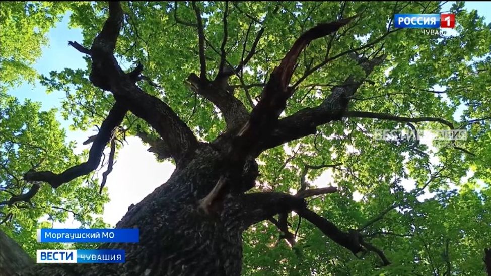 372-летний чувашский дуб стал «Российским деревом года — 2023»