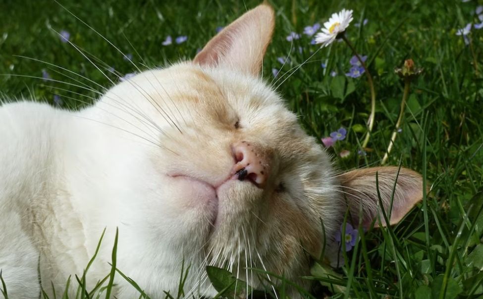 Илья Пророк в Чувашию тепло приволок