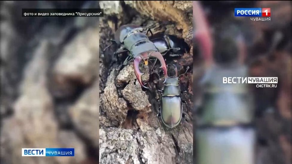 В Чувашии замечены темпераментные и редкие жуки-отшельники