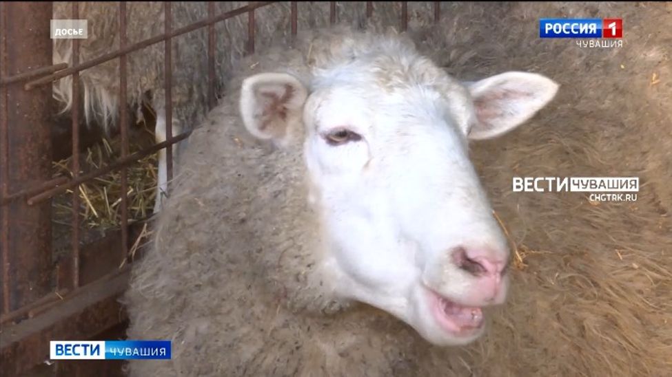 В Чувашии готовятся раздать гранты аграриям