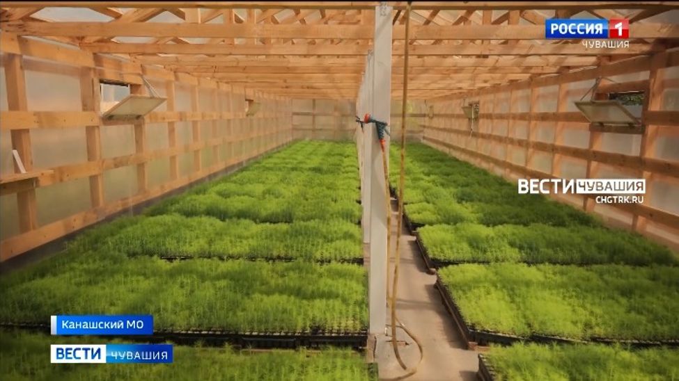 В Канашском лесничестве подращивают молодь и берегут леса от пожаров