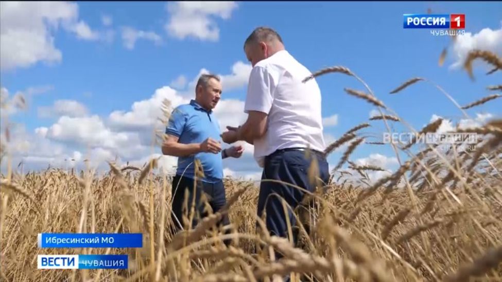 Все муниципалитеты Чувашии вышли на уборку урожая
