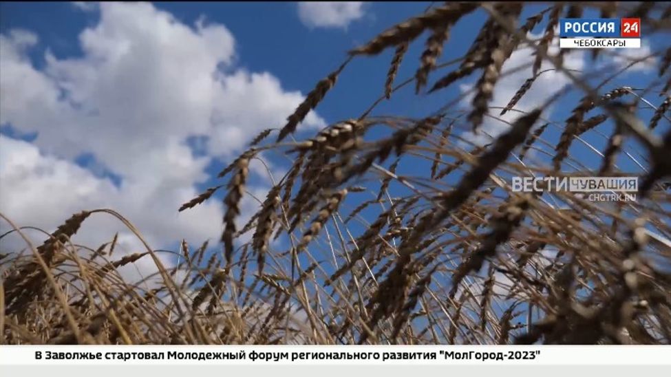 В Чувашии из-за жары пострадали посевы 49 сельхозпроизводителей