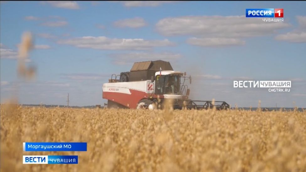 Чувашские аграрии рассчитывают собрать порядка 900 тысяч тонн зерна