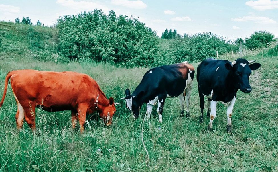 В Чувашии начали расти цены на молоко от населения