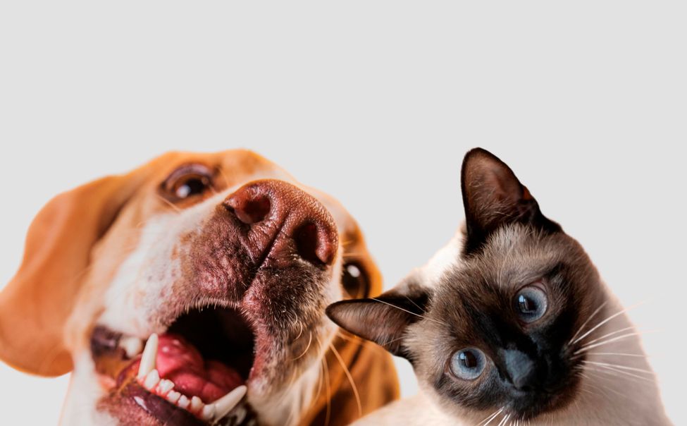 Ответственное отношение к животным может стать одним из направлений Года экологии в Чувашии