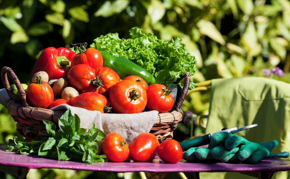 Садоводы и огородники Чувашии смогут возместить 50% затрат на развитие инженерной инфраструктуры