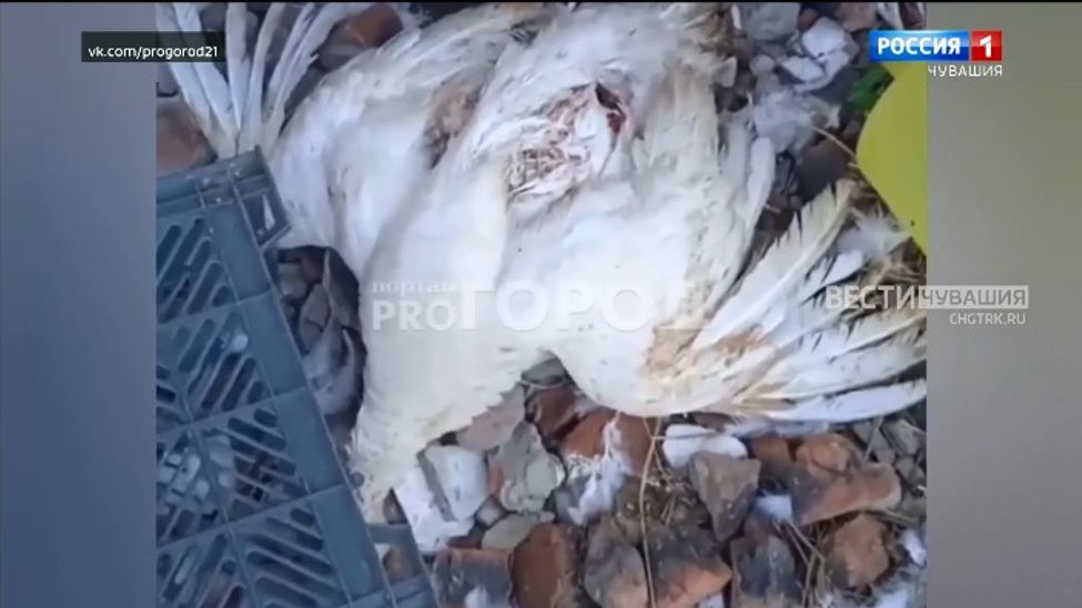 В Чувашии бродячие собаки загрызли 10 индюков 