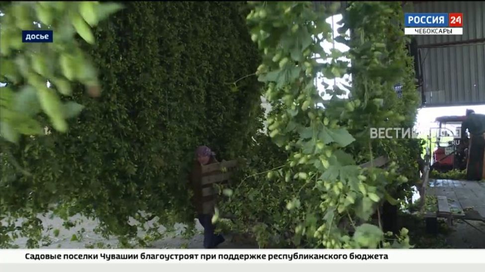 Жители Чувашии выбирают название хмелеуборочному комбайну