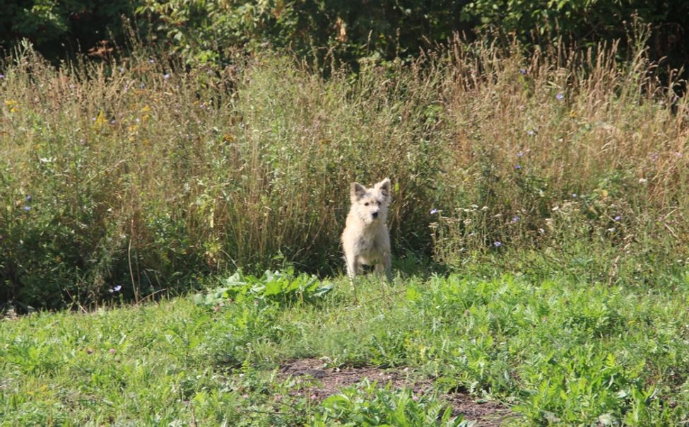 В Чебоксарах провели отлов безнадзорных собак