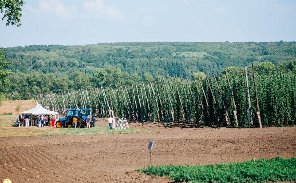 Чувашия поделилась опытом в хмелеводстве с экспертным сообществом страны