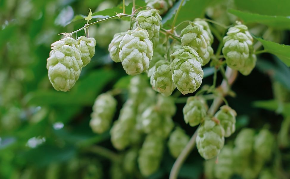 В Чувашии появится музей хмеля