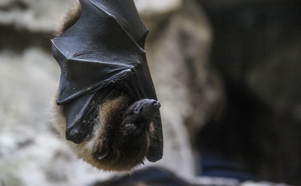 В Чебоксарах спасатели поймали летучую мышь, залетевшую в квартиру