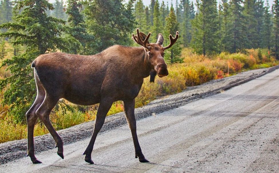 Жителей Чувашии предупредили об опасности встречи с лосями