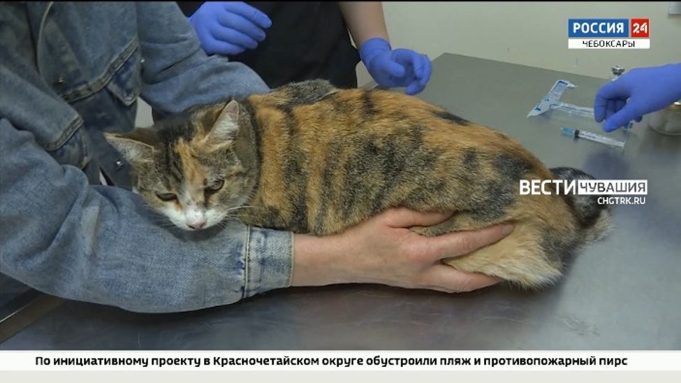 В Чувашии рассказали, как защитить себя и своих питомцев от заражения бешенством