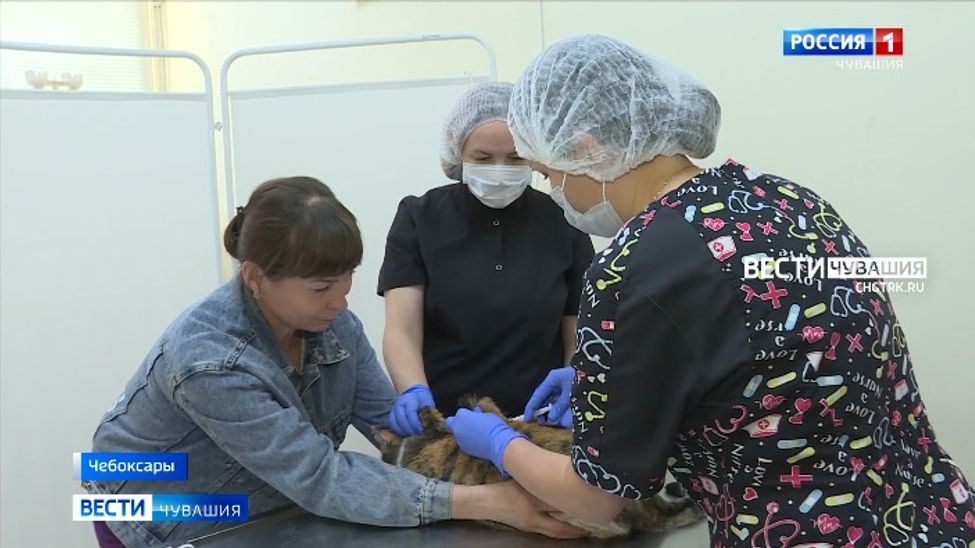 Ветеринарная служба Чувашии намерена проводить выездную вакцинацию от бешенства 