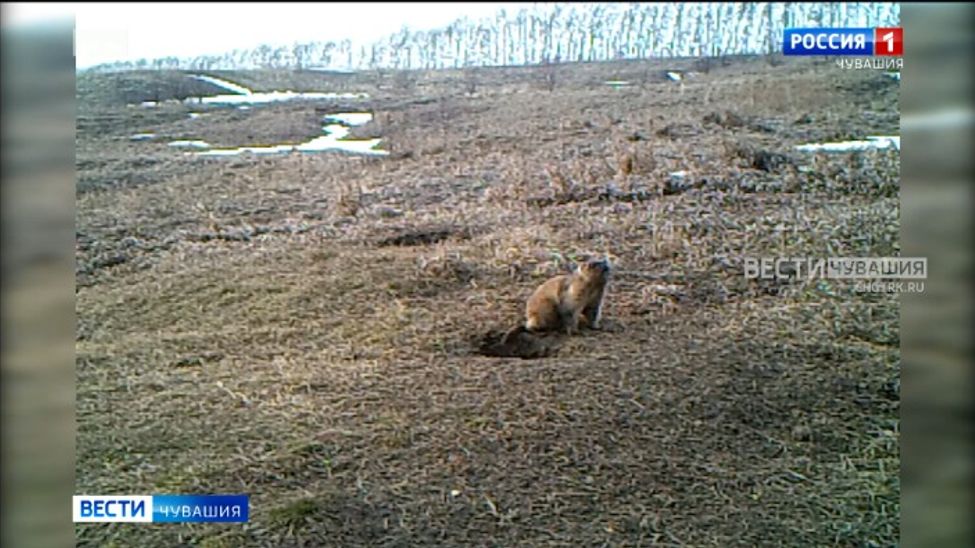 Зима близко: чувашские сурки закрылись в своих норках