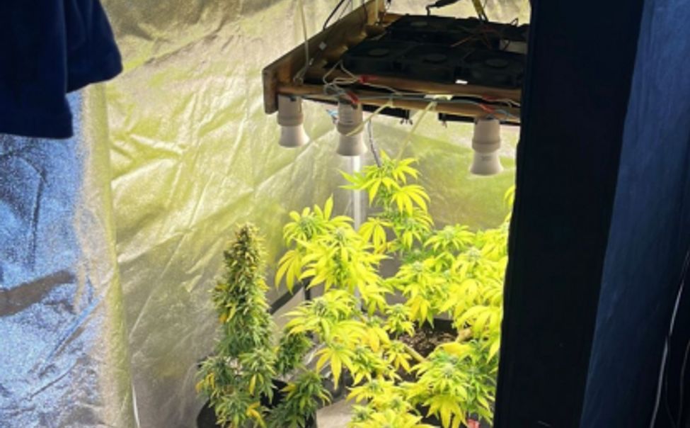 Чебоксарец на своей даче оборудовал плантацию для выращивания конопли