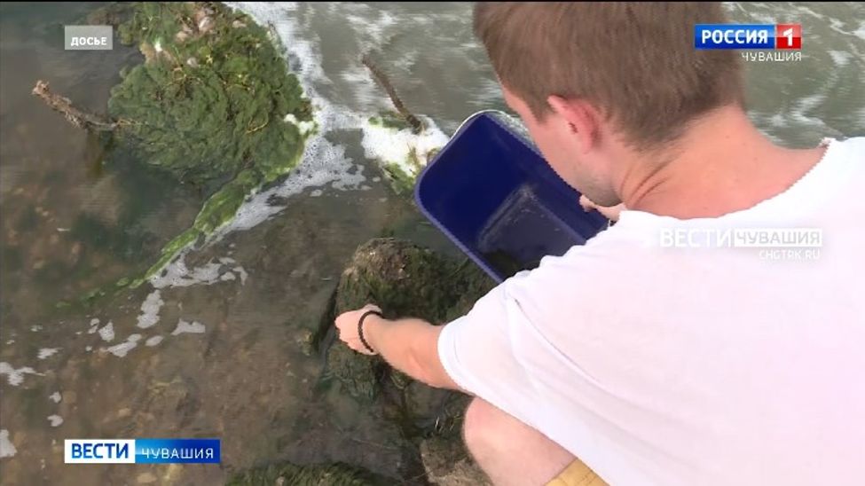 В Чувашии из водорослей будут делать удобрения