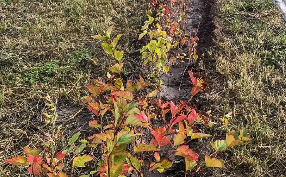 На Гражданской улице в Чебоксарах высадят более 300 деревьев