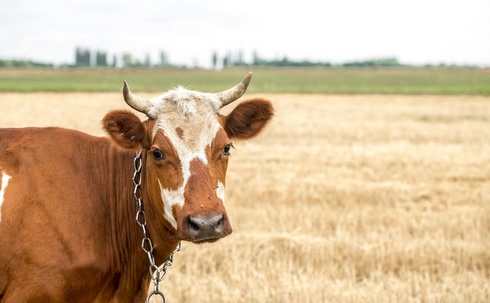 Чувашия защищена от вспышки бруцеллёза