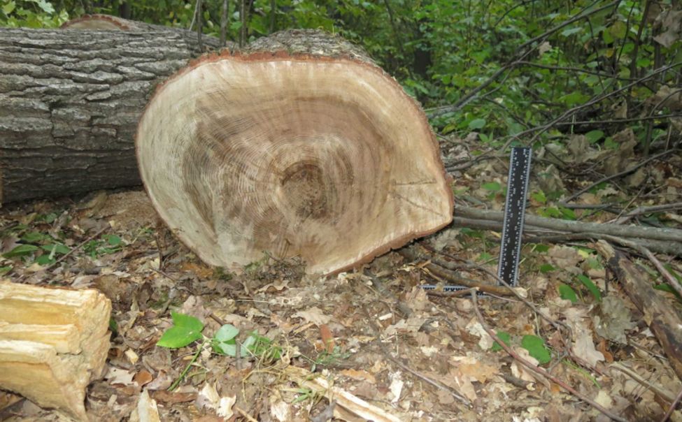 В Цивильском округе задержали местного жителя, незаконно вырубившего два дуба