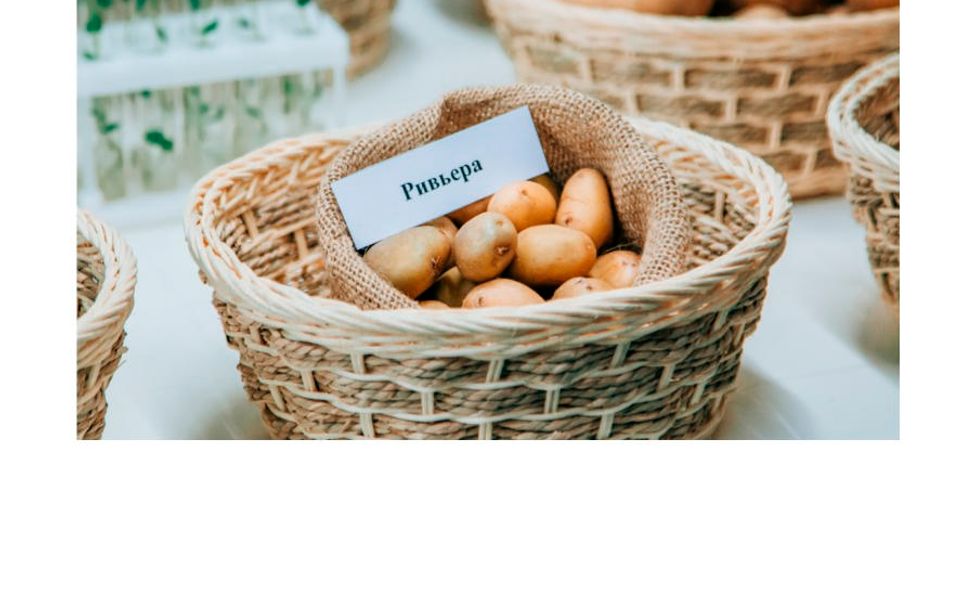 В Чувашии определили дату проведения межрегиональной выставки «Картофель-2024»