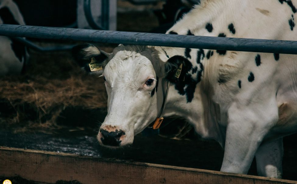 Благодаря господдержке самозанятые Чувашии приобрели 722 коровы