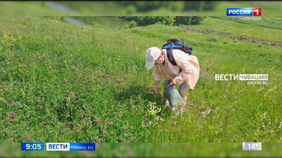 Кӑмӑлтан пуҫтарса типӗтнӗ техӗмлӗ салам